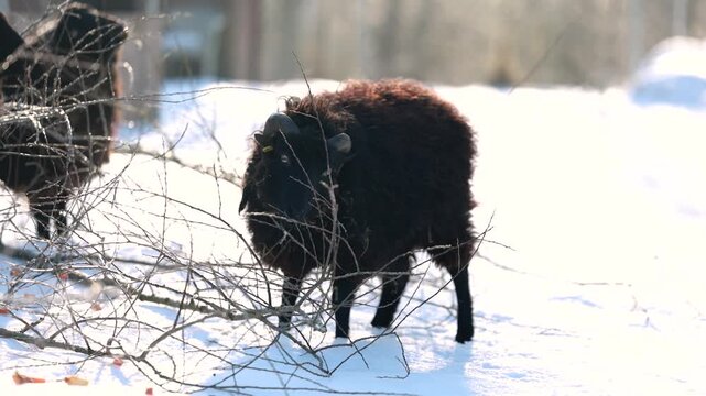 Ouessant dwarf sheep feeding on branches together with its herd in winter, showing robust sheep husbandry in cold weather