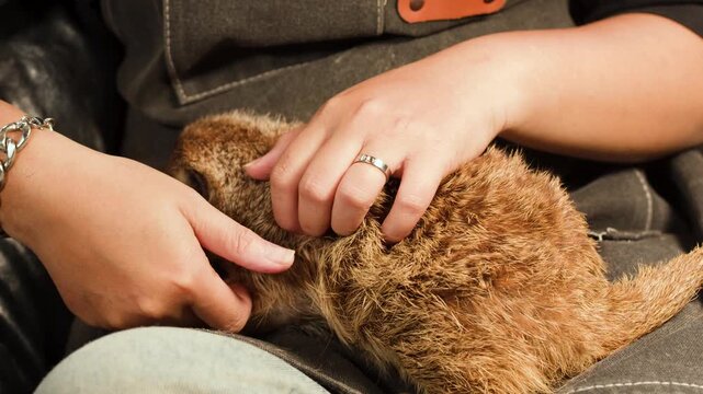 Adult Hands Gently Cuddling and Petting a Small Pet Meerkat