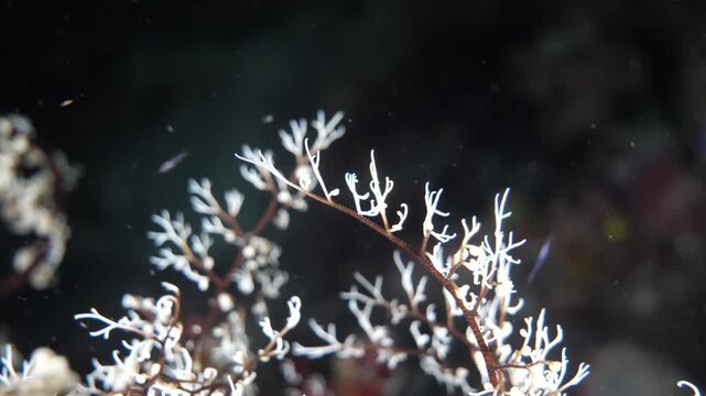 Arms of a basket star reach outward during night activity in the Banda Sea, Maluku, Indonesia