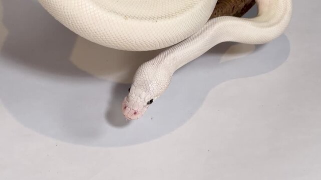 Leucistic Ball Python Slithering on a Wood Branch Over White Background