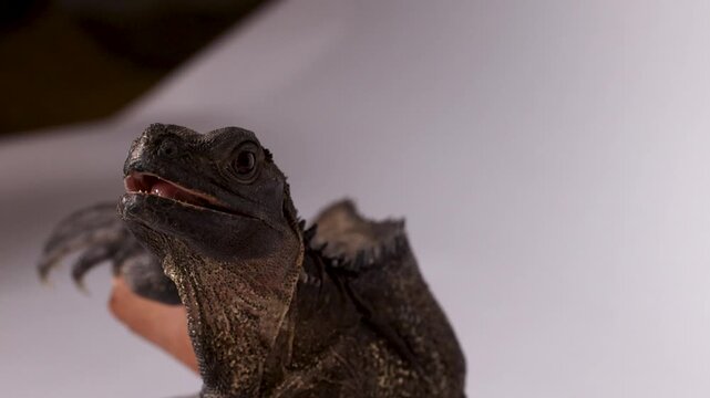 Close Up of a Hydrosaurus Lizard Eating an Insect from Tongs