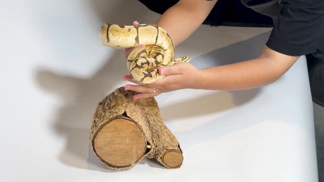 Ball Python Snake Held by Person in Studio Setting with Wood Log