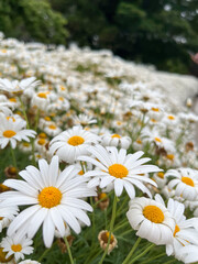 Fototapeta premium Close-up of a Vibrant Field of Fresh White Daisies with Bright Yellow Centers in Full Bloom, Creating a Serene Garden Scene