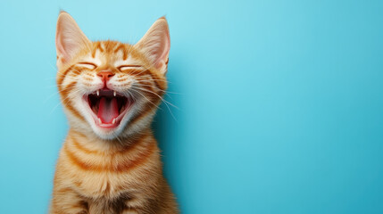 Obraz premium Cat kitten ginger orange tabby pet animal happy smile blue background playful ginger kitten with closed eyes and open mouth against blue wall showing joyful expression and cute whisker detail