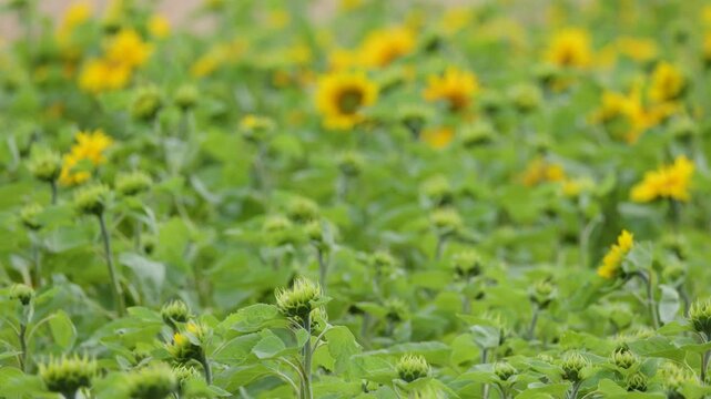 Sunflowers Swaying in the Wind in a Rural Field in Rosemarkie Scotland