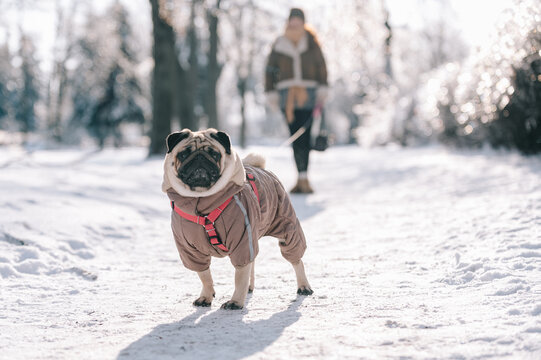A pug wearing a warm jacket stands on a snowy forest path during a winter walk, with its owner blurred in the background.