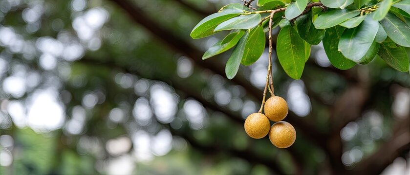 Three brown jambu fruit hang from a tree with green leaves in a lush environment during daylight