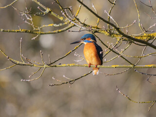 Common kingfisher perched on branch, colorful freshwater bird in natural habitat.