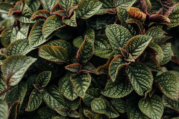 Summer natural green leaves background. Fresh foliage texture concept for calendars, eco design and...