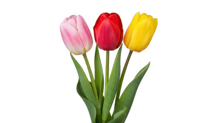 Obraz premium Three vibrant tulips in pink red and yellow hues isolated on transparent background