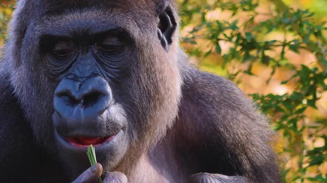 Close up of a female gorrila head sitting on a meadow on a sunny autumn day and chewing.