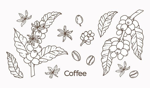 Hand drawn coffee plant set with branches, leaves, flowers and coffee beans, black and white line art doodle illustration on white background. Minimal botanical vector for cafe logo, menu, packaging.