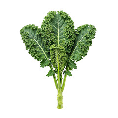 Fresh curly kale leaves arrangement isolated on transparent background