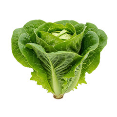 Fresh and Vibrant Romaine Lettuce Head, Dewy, Isolated on transparent background