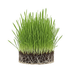 Fresh green wheatgrass with healthy roots isolated on transparent background