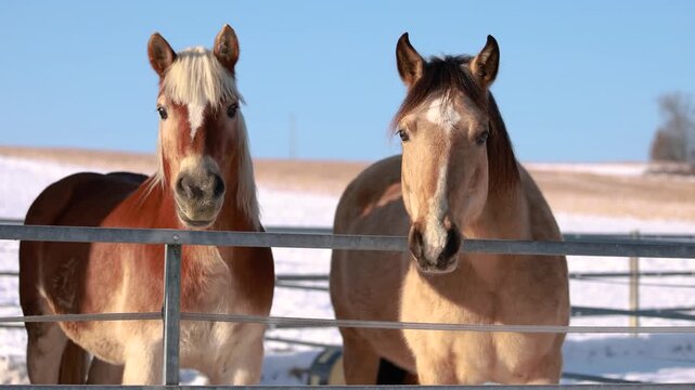Haflinger gelding and smooth coated Curly Horse mare standing behind a paddock fence, calmly observing their surroundings in winter