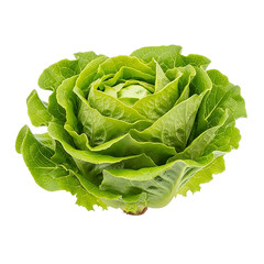 Fresh and vibrant romaine lettuce head close up on transparent background