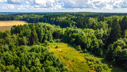Obraz premium Lush Green Forest Canopy with Open Meadow and Distant Field.