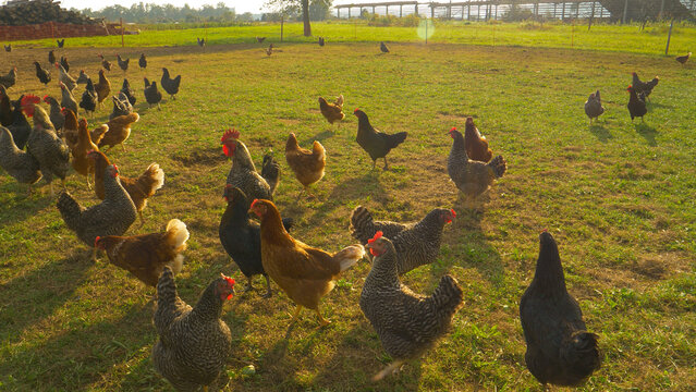 CLOSE UP, LENS FLARE: Flock of hens roaming freely around a humane poultry farm.