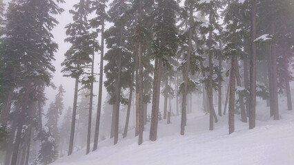 Fototapeta premium Severe snowstorm engulfs a remote spruce forest on beautiful Whistler Mountain.