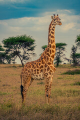 Obraz premium Giraffe in Serengeti Sunset
