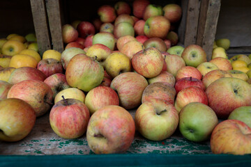 Crate of organic apple