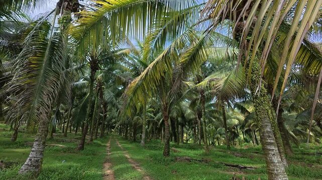 A vast plantation features mature coconut trees ready for harvest. The rows are clean, well-maintained, and highly organized. Lush green palms produce an abundant yield in this scenic farm.