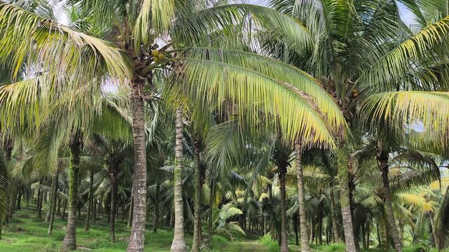 A vast plantation features mature coconut trees ready for harvest. The rows are clean, well-maintained, and highly organized. Lush green palms produce an abundant yield in this scenic farm.