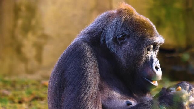 Close up of a female gorilla sitting on a meadow on a sunny autumn day eating weeds and looking around.