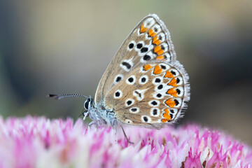 Fototapeta premium Brown Argus (Aricia agestis) on Hylotelephium 'Herbstfreude' (Pink Sedum)