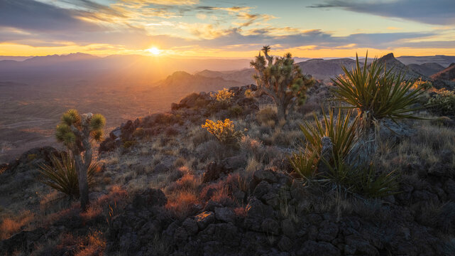 View of sun kisses the rugged desert landscape, casting a warm glow over Joshua Trees and rocky terrain, painting a serene vista, Nipton, California, United States.