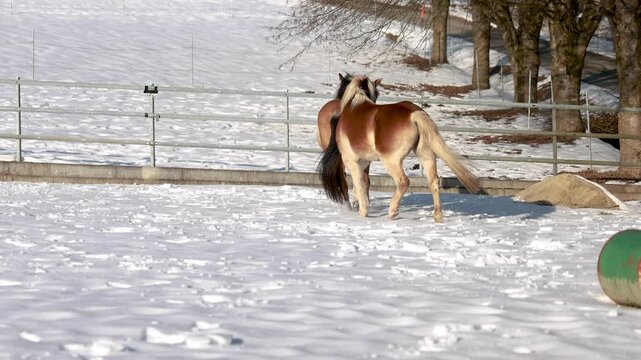 Haflinger gelding and smooth coated buckskin Curly Horse mare moving and playing together on a winter paddock in snow