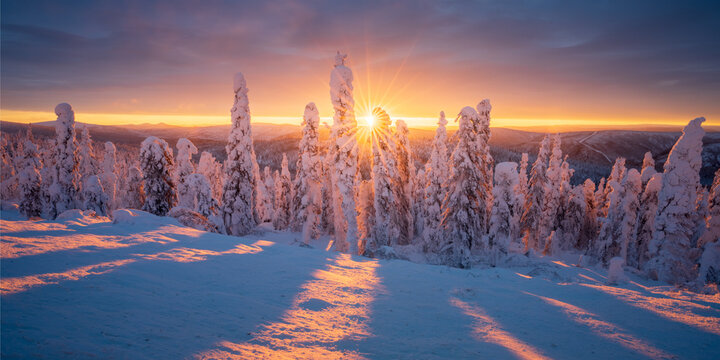 View of sunbeams pierce through snow-laden trees casting long shadows on the pristine white snow, a serene winter wonderland, Coldfoot, Alaska, United States.