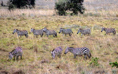 Obraz premium Zebra herd in the wild, Masai Mara, Kenya