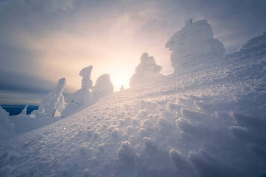 View of snow-covered trees and ground sparkle under the sun, creating a magical winter landscape scene, Yamagata, Yamagata, Japan.
