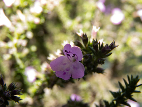 Micromeria inodora plant flower close up