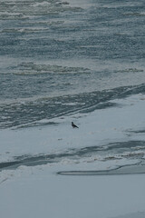 Fototapeta premium Wild birds on a frozen winter ice river isolated cold tone
