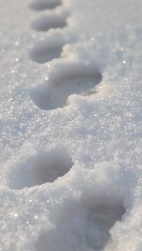 Vertical video: Pulling back camera revealing line of paw prints on snowy ground, showing crystals