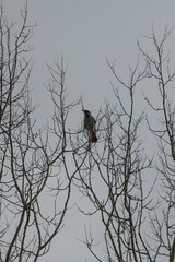 Birds are sitting on tree branches. Black powerlines