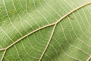 Green color serrated edge plant leaf texture