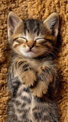 Fototapeta premium baby kitten calm pose, warm tactile background, social ad layout