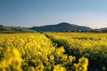 Wide rural landscape with vibrant rapeseed blooms and a winding path