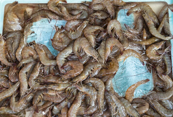 Fresh raw shrimp piled in a tray, showcasing seafood texture and natural colors.