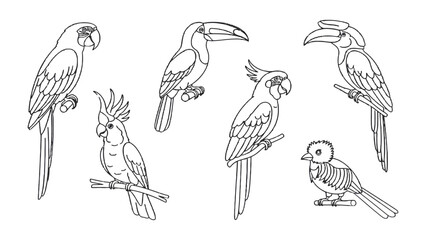 Fototapeta premium Bird Sketches: Delicate line drawings of various bird species, each perched gracefully, showcase the elegance and diversity of the avian world, an invitation to embrace nature's artistic expression.