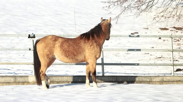 Smooth coated American Curly Horse mare with buckskin coat standing calmly on a winter paddock covered in snow