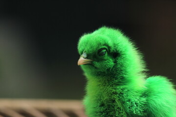 baby bird on a branch © naziahnilda