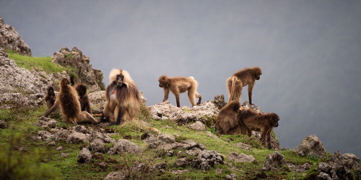 View of Gelada monkeys with their long, shaggy brown coats and distinctive red chests gather on the rocky, grassy slopes under a stormy sky, Amhara, Ethiopia.