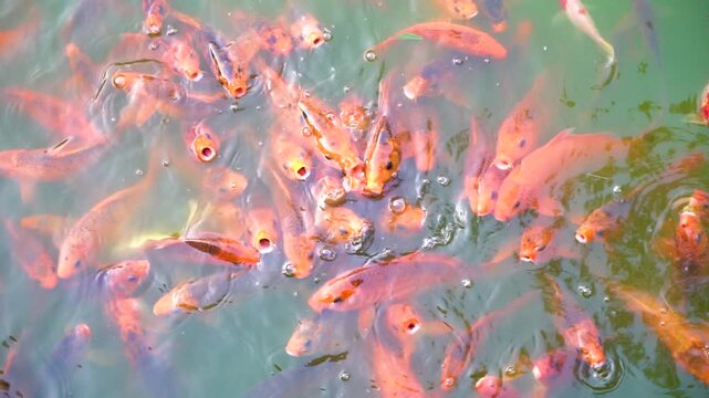 Vibrant orange and black koi fish swim gracefully in clear greenish water, creating ripples and patterns