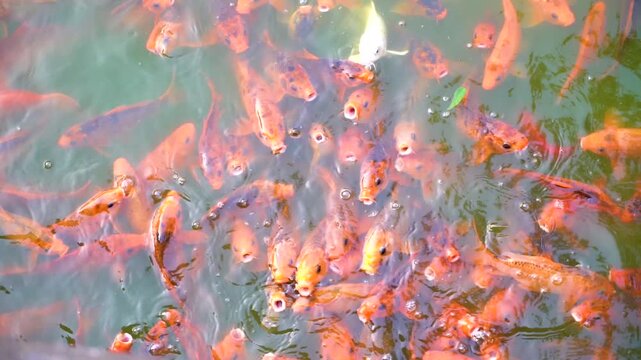 Vibrant orange and black koi fish swim gracefully in clear greenish water, creating ripples and patterns