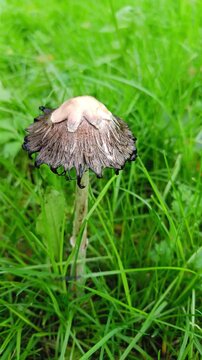  Coprinus comatus mushroom in grass  spring nature background for films and meditation